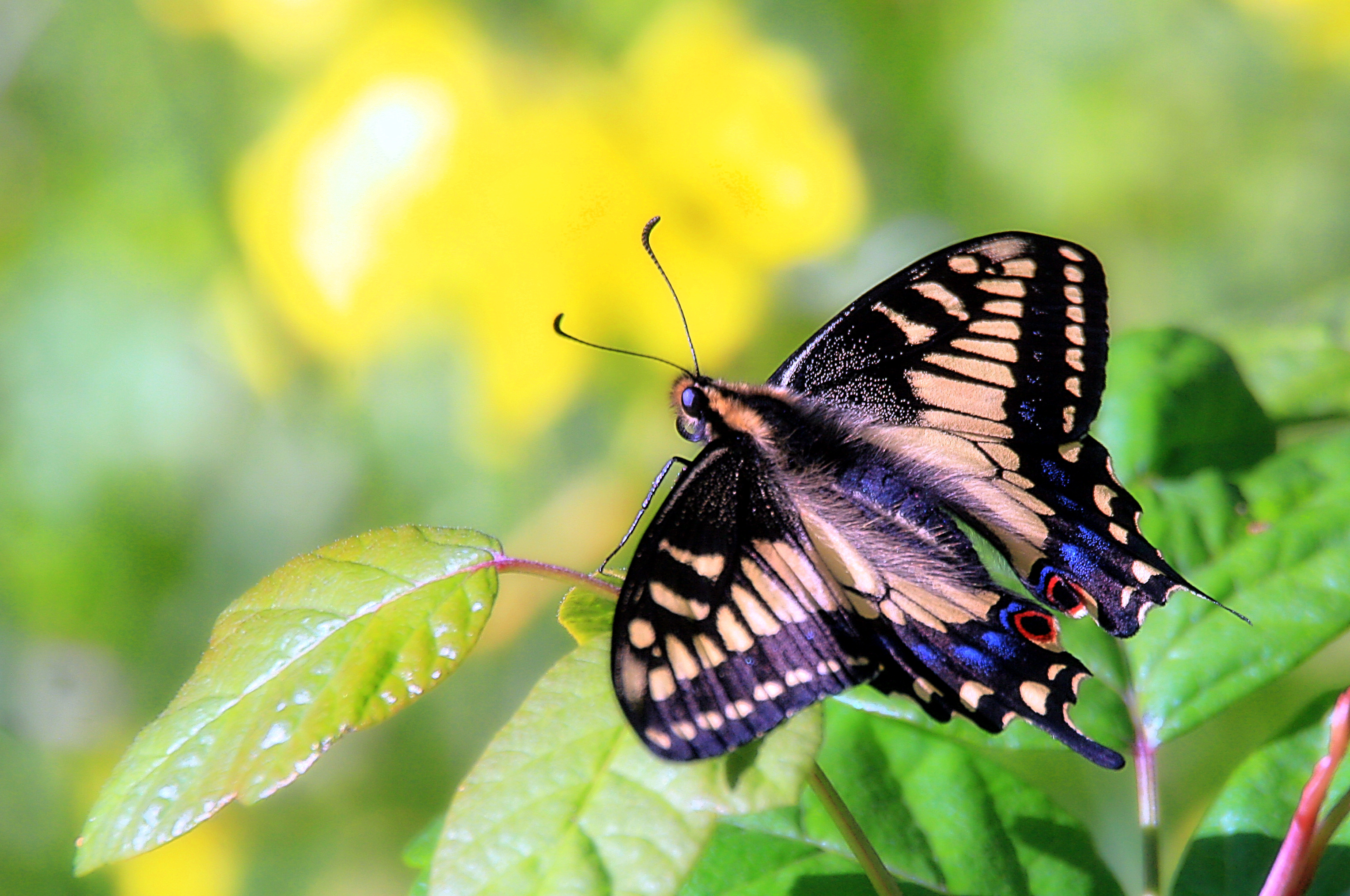 Представитель Семейства Papilionidae